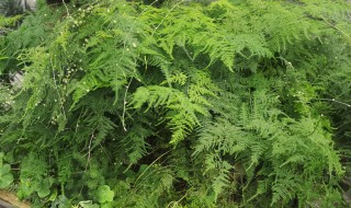 盆栽文竹有什么养殖方法 文竹盆栽怎样养