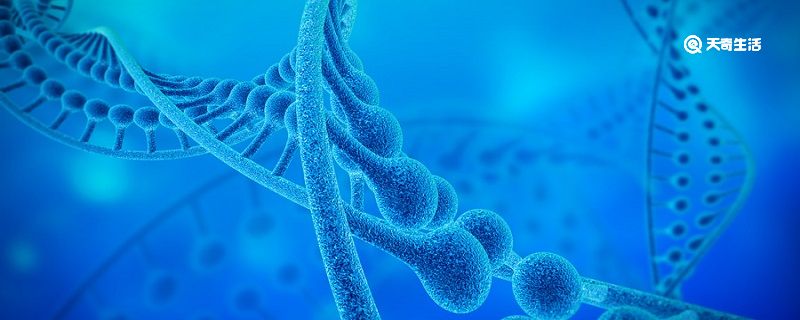 染色体的主要成分是什么