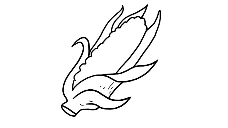 金黄玉米简笔画