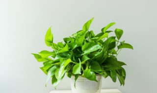 绿箩叶子发白怎么办（绿萝叶子有白色的）