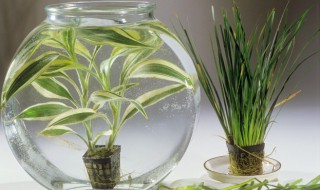 兰花叶子发黑怎么回事(兰花叶子黑了怎么回事)