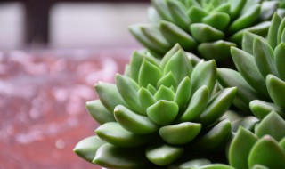 多肉玉露叶子干瘪了怎么办（玉露的叶子干瘪了怎么办）