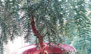 澳洲杉叶子发黄怎么办（澳洲杉叶子变黄的原因）