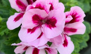 蝴蝶梅叶子发黄怎么办（蝴蝶梅黄叶怎么回事）