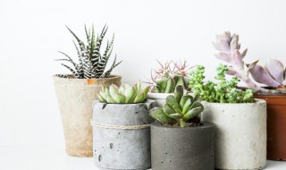 多肉植物发黄了怎么办 多肉植物叶子发黄怎么办