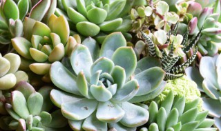 多肉植物怎么驱虫 多肉植物怎么除虫?