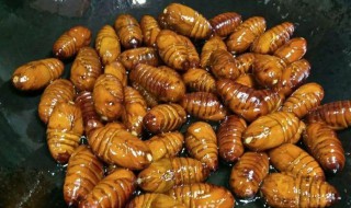 水煮蚕蛹怎么做 水煮蚕蛹怎么做?