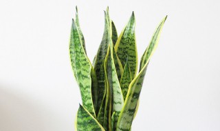 虎尾兰的养殖方法和注意事项有哪些（虎尾兰养殖方法和注意事项大全）