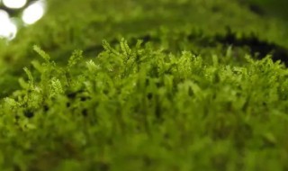 苔藓是植物吗（苔藓是植物嘛）