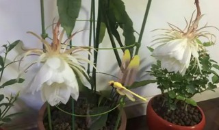 盆栽昙花是怎样养殖的 昙花怎样养殖好