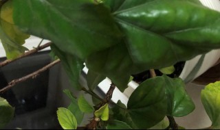 木槿花叶子发黄怎么办 木槿叶片发黄怎么办