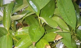 平安树老掉叶子怎么办 平安树老是掉叶子怎么办