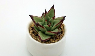 多肉植物小米星怎么养 多肉植物小米星的养殖方法
