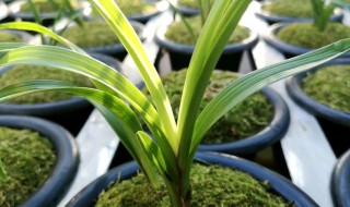 兰花叶子变黄怎么办 兰花叶子变黄怎么回事