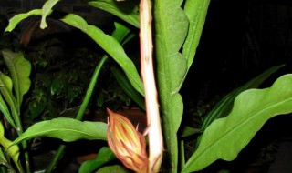 昙花叶子发黄是怎么回事（昙花的叶子发黄怎么办）