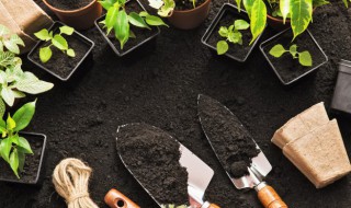 幸福树的养殖方法及其注意事项 幸福树的养殖方法及其注意事项有哪些