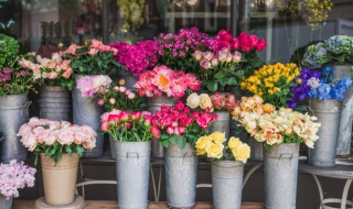 养的花叶子发黄是怎么回事 如果花叶子发黄怎么回事