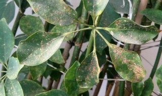 发财树叶子干枯是怎么回事 发财树有枯叶是怎么回事?