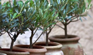 蓬莱松盆景怎么养殖（蓬莱松盆栽好养吗）