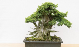 榕树盆景应该怎样养呢 榕树盆景如何养