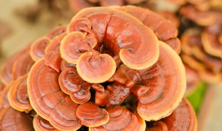 灵芝盆景有什么养护方法 灵芝盆景的养法