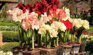 盆栽朱顶红该如何养殖（如何养植朱顶红）