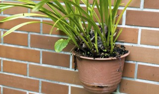 菖蒲的盆景是怎样养护的（菖蒲盆景怎么养）