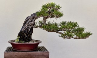 红豆杉盆景该如何养殖(红豆杉盆景好养活吗)