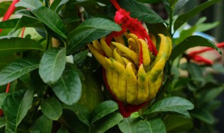 佛手盆景有什么养殖方法（佛手盆栽的养殖方法和注意事项）