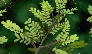 清香木盆景如何养护管理(清香木盆栽怎样养护)