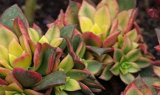 清盛锦的栽培繁殖方法 多肉清盛锦的养殖方法