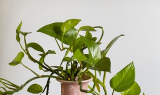 盆栽绿萝该如何养殖呢（绿萝该怎样养殖）