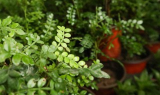 胡椒木的养殖方法是什么（胡椒木怎么栽培）