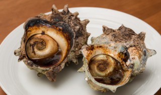 海螺冷冻能保存多久（海螺冷冻保存时间）