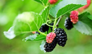 桑葚怎样可以保存一年 新鲜桑葚怎么保存?可以保存多久?