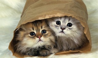 给猫煮鱼怎么煮（如何煮猫鱼）