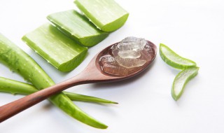 芦荟叶子发黑怎么回事（芦荟叶尖发黑怎么回事）