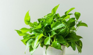 绿萝的外形 绿萝的外形描写