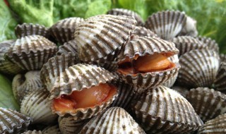 血蚶怎么煮（血蚶要怎么煮）