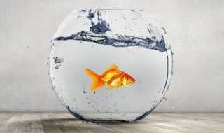 新买的鱼缸如何处理才能放鱼 刚买回来鱼缸可以放鱼吗