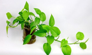 绿萝黄叶子怎么办 绿萝黄叶怎么办呢