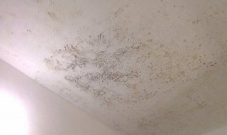 房间天花板发霉怎么办 卧室天花板发霉了
