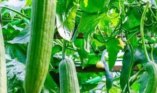 一棵丝瓜爬上楼概括（一颗丝瓜爬上楼有什么深刻含义）