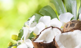 椰子冻怎么保存冷藏可以放几天（椰子冻冷藏可以放多久）