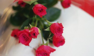 玫瑰盆栽怎么养 云南玫瑰盆栽怎么养