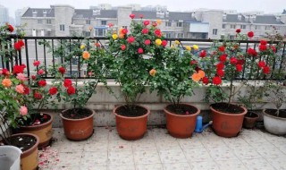 盆栽月季怎么养(盆栽月季怎么养才长得好)