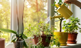 文竹叶子发白怎么办 文竹叶子发黄发白怎么挽救