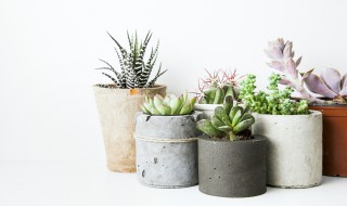 怎么种植多肉植物步骤（多肉的种植步骤）