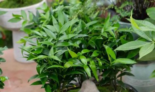 竹柏叶子干枯怎么拯救（竹柏叶子干了怎么办）