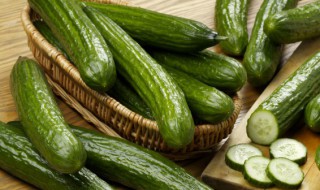 叶子上小黑虫怎么办(叶子上的小黑虫怎么办)